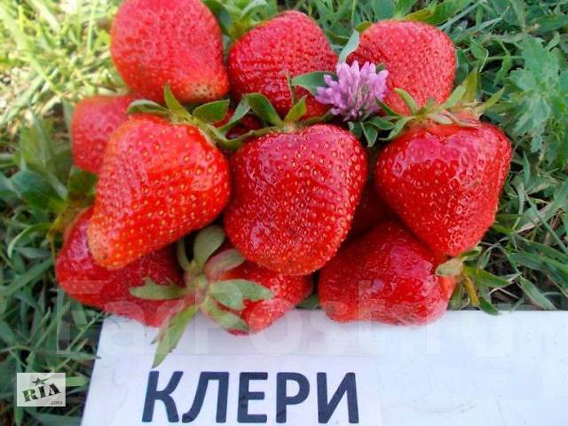 Продам розетки клубники