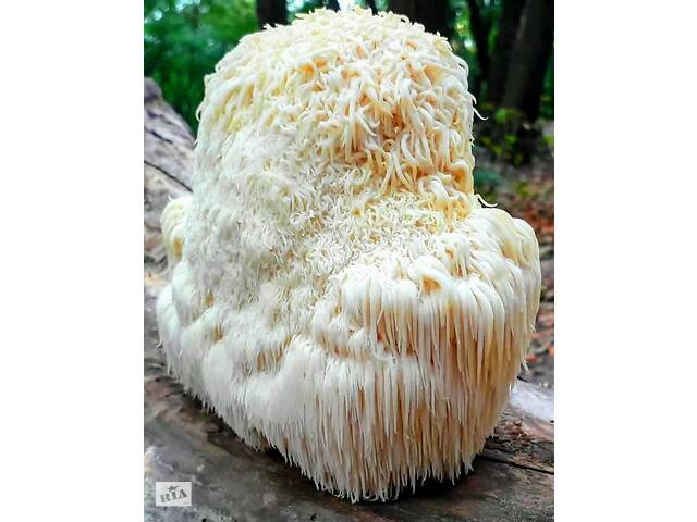 Ежевик гребенчатый (Герициум)- лечебные грибы.