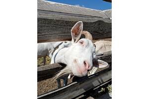 Борошно рисове для молочної промисловості