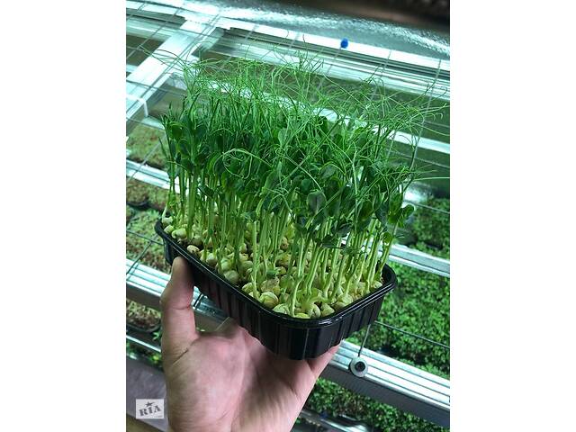 Мікрозелень Мікрогрін зростаючий, зріз, опт, для ресторанів, роздріб