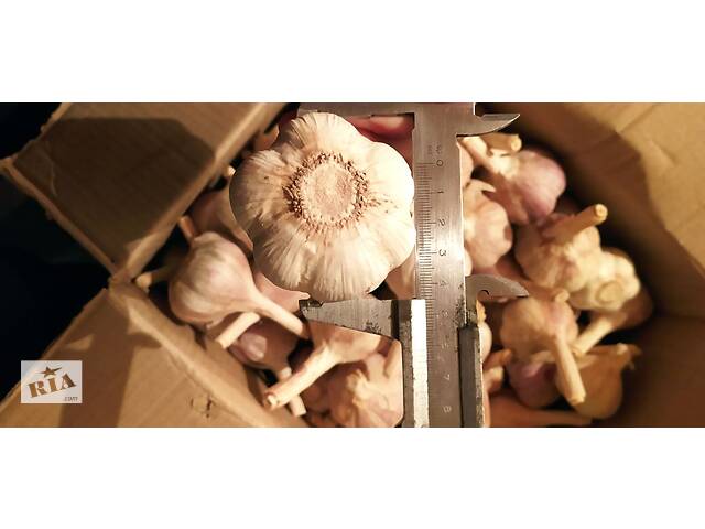 Продам часник 'Любаша', фракція (5+) пять плюс . - Фото 1