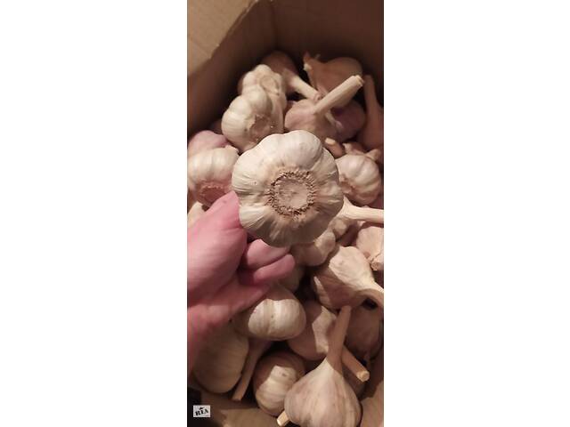 Продам часник 'Любаша', фракція (5+) пять плюс . - Фото 2