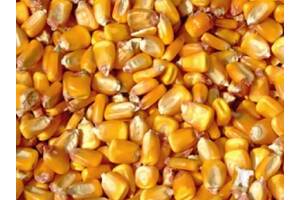 Продам зерно кукурудзи Хмельницький