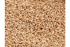 Продам зерно пшениці Хмельницький
