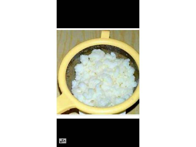 Тибетський молочний гриб - Фото 1