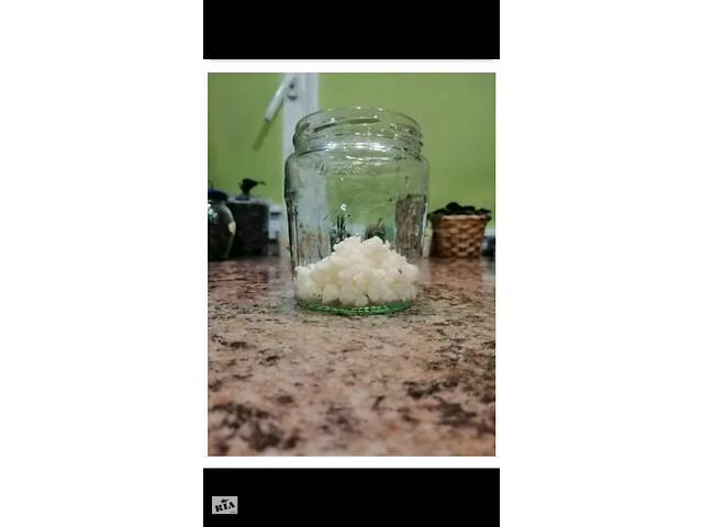 Тибетський молочний гриб - Фото 2