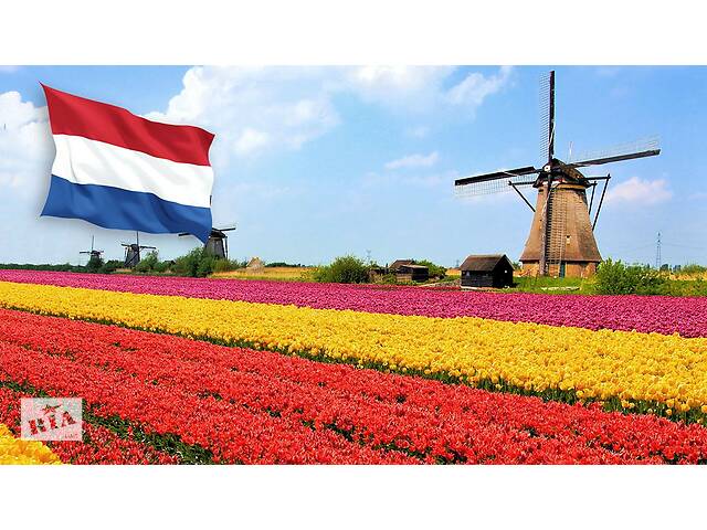 Робочі на догляд за квітами в Нідерланди