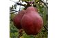 Саджанці елітних сортів плодово ягідних понад 1500 сортів розплідник. яблуня, персик, груша, слива, черешня, лохина