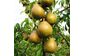 Саджанці елітних сортів плодово ягідних понад 1500 сортів розплідник. яблуня, персик, груша, слива, черешня, лохина