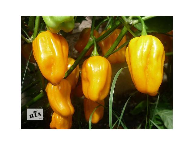 Семена перца острого Habanero Orange