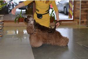 Американський кокер спаніель, чемпіон (КСУ) шоколадного окрасу для в'язки