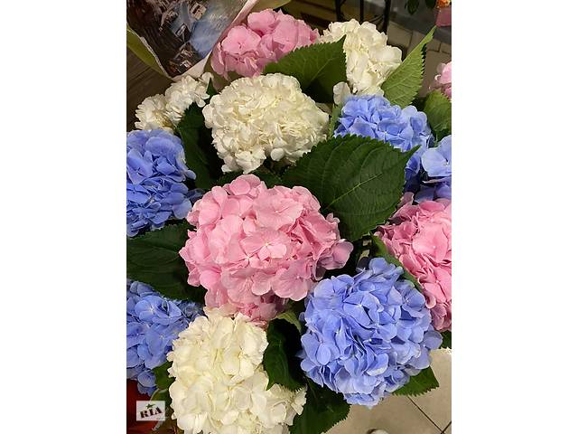 Купить розы. Доставка цветов Днепр. Магазин цветов Днепр. Купить цветы недорого. - Фото 77