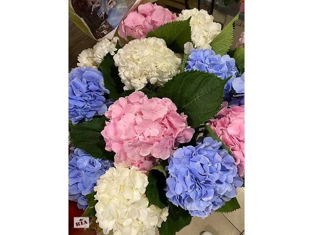 Купить розы. Доставка цветов Днепр. Магазин цветов Днепр. Купить цветы недорого. - Фото 80