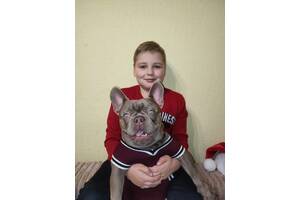 Французький бульдог Ізабелла