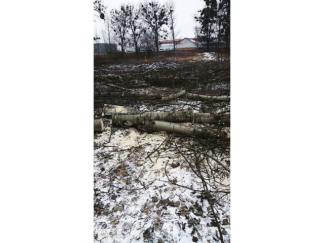 Удаление деревьев - Фото 1