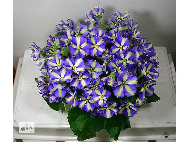 yukako фиалка фото онлайн yukako фиалка фото
