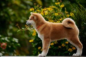 Акіта іну цуценята