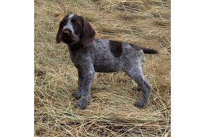 Дратхаар щенок щенки щенята дратхара цуценята документи ФМСУ