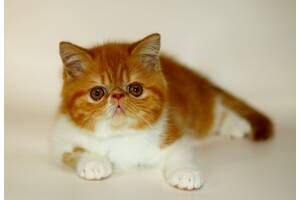 Элитный,очень яркий экзотический короткошерстный мультчшный котя!