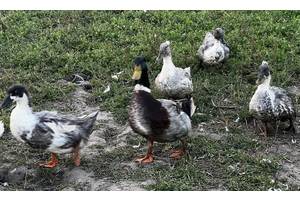 Качка Голубий фаворит