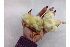 Хіт продажів Кормові курчата, заморожені півники - натуральний корм для хижих птахів і хижаків