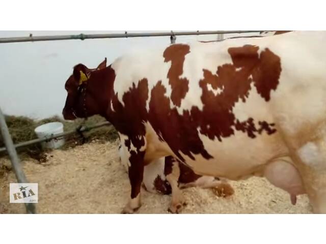 Корови молочної породи, Плем'я Айширів