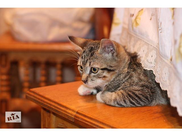 Котенок Кекс ищет дом