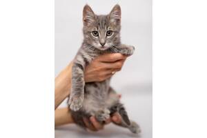 Котенок окраса вискас, 2,5 мес
