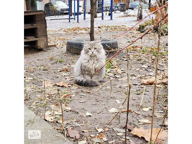 Котята, 6 месяцев. Ищем самые добрые ручки.