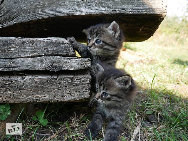 котята, мальчики и девочки, скоро 2 месяца