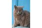 Льолик - роскошный котенок нибелунг 5 мес