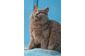 Льолик - роскошный котенок нибелунг 5 мес