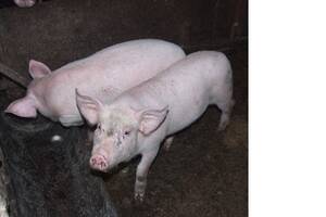 Малі поросята