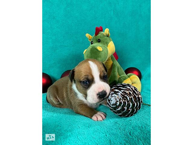 Малята Ам.Стафф.Терьра. - Фото 2