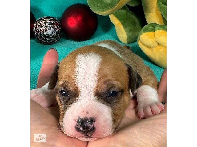 Малята Ам.Стафф.Терьра. - Фото 3