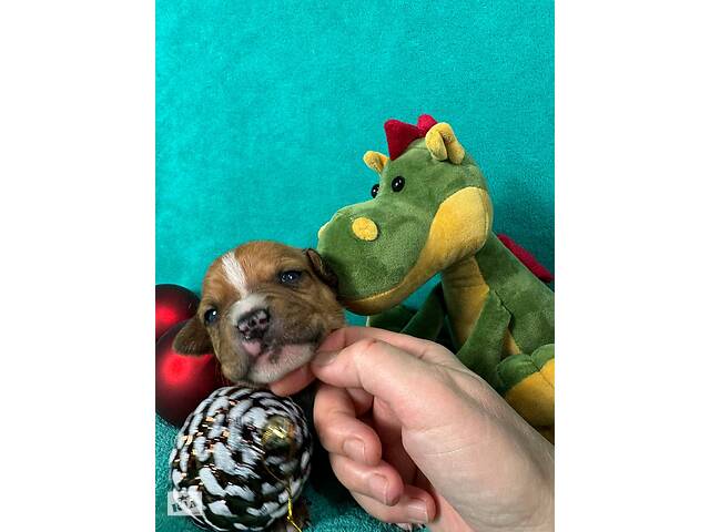 Малята Ам.Стафф.Терьра. - Фото 4