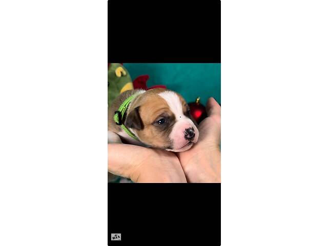 Малята Ам.Стафф.Терьра. - Фото 5