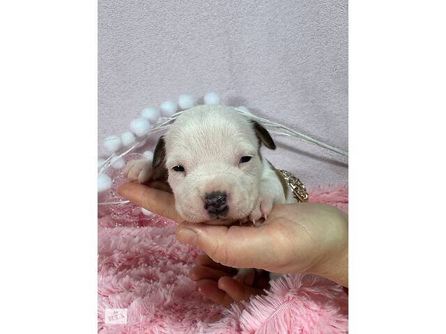 Малята Ам.Стафф.Терьра. - Фото 6