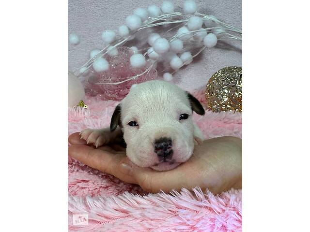 Малята Ам.Стафф.Терьра. - Фото 7