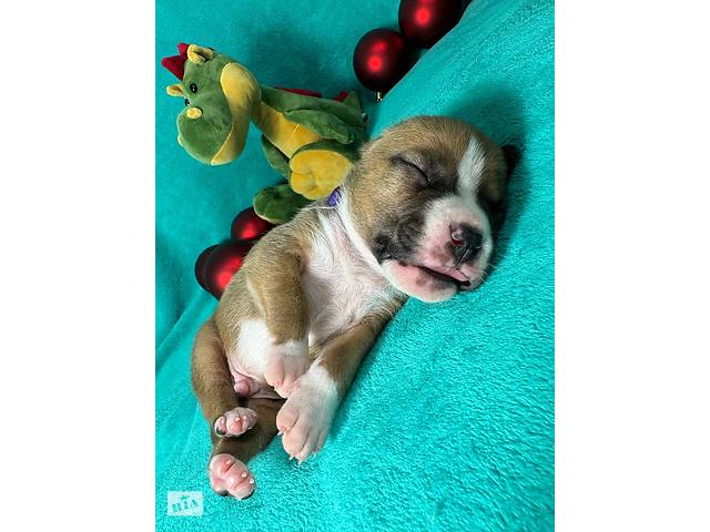 Малята Ам.Стафф.Терьра. - Фото 8