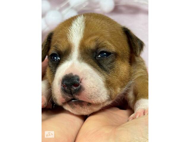 Малята Ам.Стафф.Терьра. - Фото 9