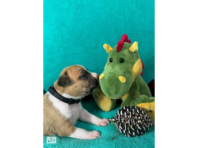 Малята Ам.Стафф.Терьра. - Фото 10