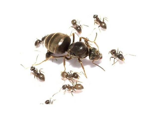 Муравьи вида 'Lasius niger' - 'Садовый муравей'