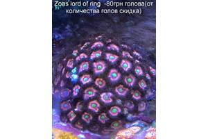Морские кораллы, около 100 видов