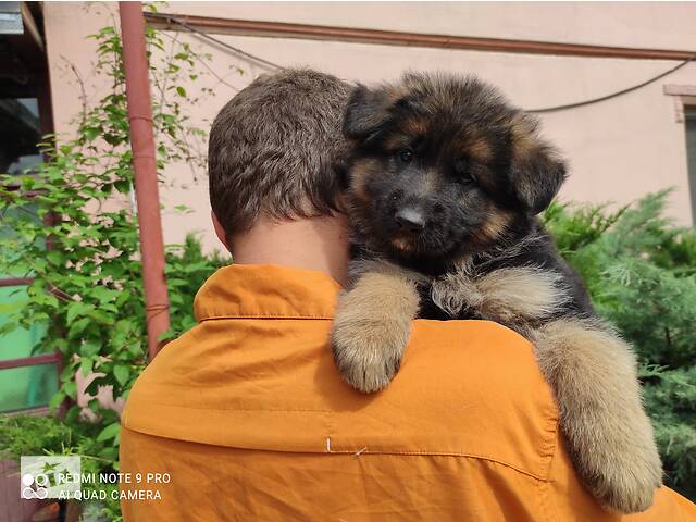 Немецкая овчарка.КСУ документы.German shepherd FCI.