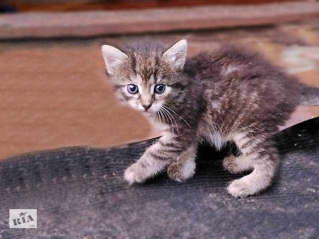 Отдадим бесплатно красивую кошечку