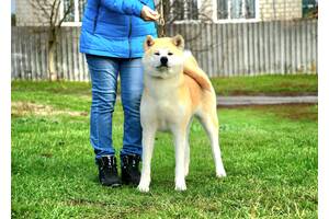 Плем сука Акита ину