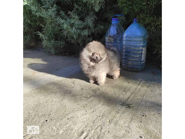 Pomeranian Spitz.Шпиц померанський.