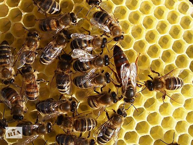 Продам бджоло сімї та/або бджолопакети