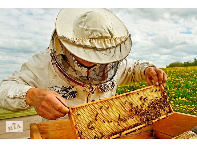 Продам бджолопакети, бджолосім'ї Carnica F1 з племінної пасіки